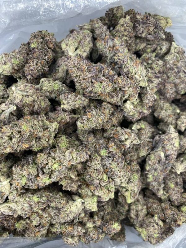 gmo strain